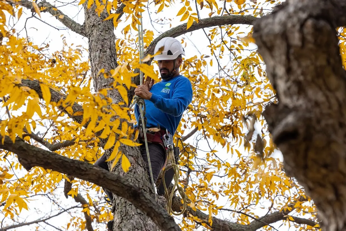 Skilled Tree Trimming crew working in Oxford