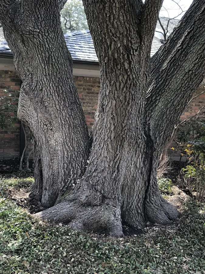 Mature heritage tree close to a Oxford property cared for by certified arborists